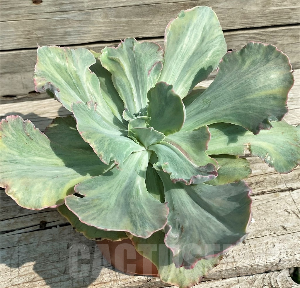 SH14362 Echeveria chantilly ‘Green mint’