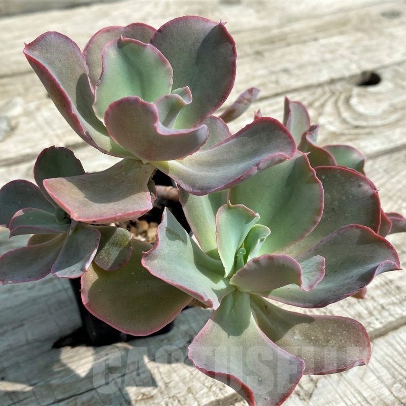 SH14364 Echeveria 'Giant Blue' hybrid