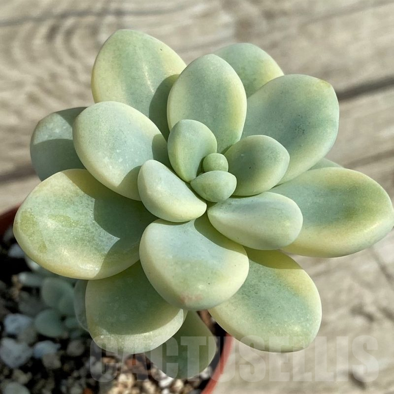 SHND14325 Sedum clavatum f.variegata