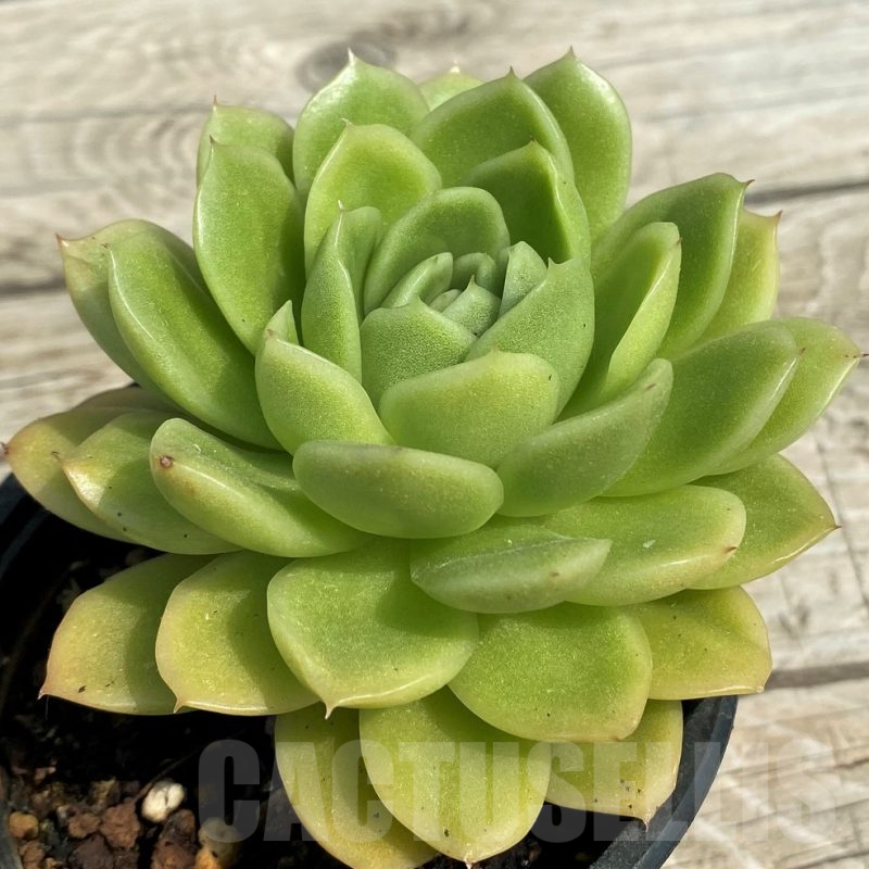 SH14366 Echeveria elegans hybrid