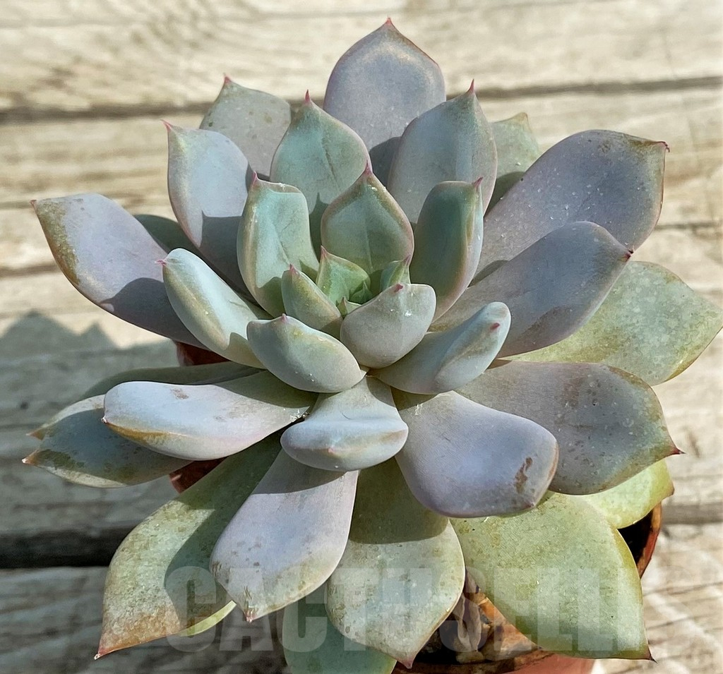 SH14369 Echeveria hybrid