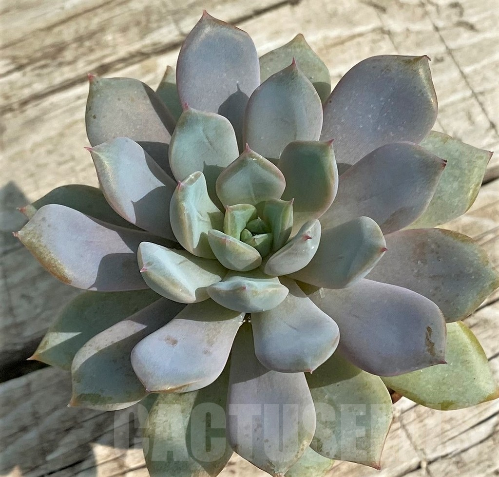 SH14369 Echeveria hybrid - 画像 (2)