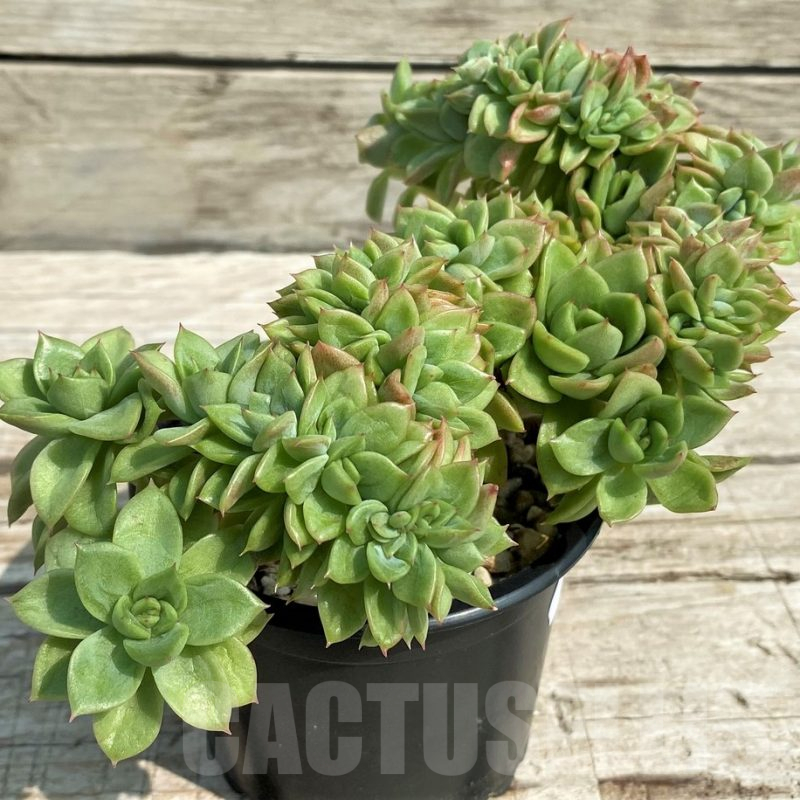 SH14372 Echeveria agavoides 'Gilva' f. politomica f. cristata