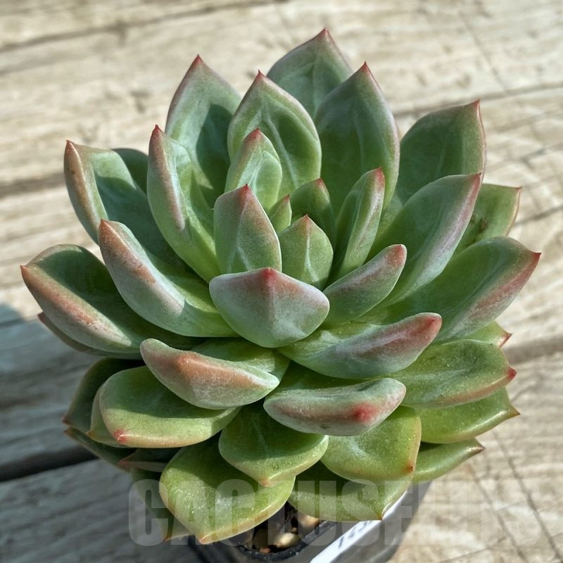 SHND14326 Echeveria 'Champagne'