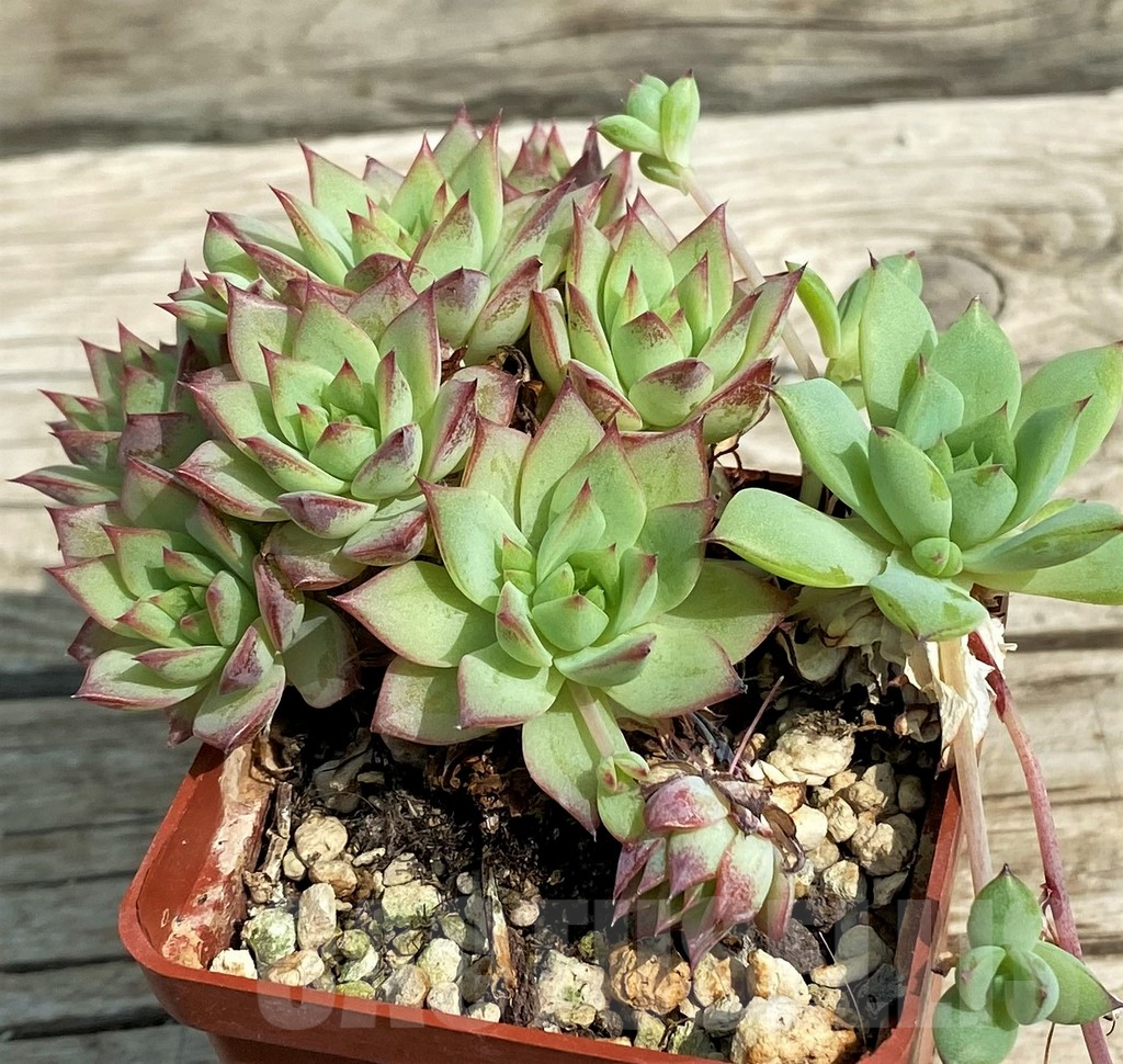 SH14374 Graptopetalum macdougallii