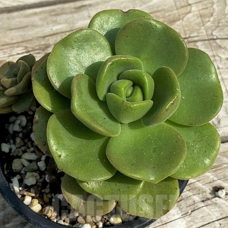 SH14376 Aeonium 'Lily Pad'