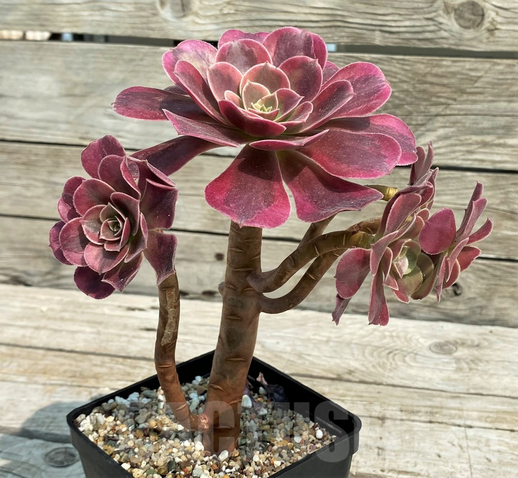 SH14380 Aeonium ‘Medusa’ - immagine 2