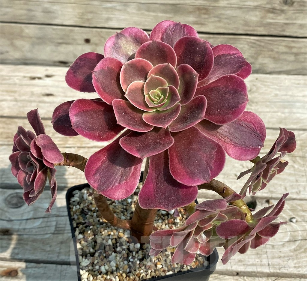 SH14380 Aeonium ‘Medusa’