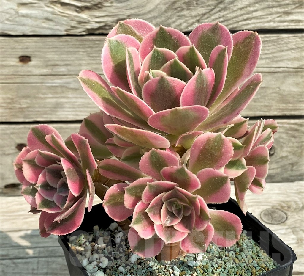 SH14382 Aeonium 'Red/Pink Witch' - immagine 2