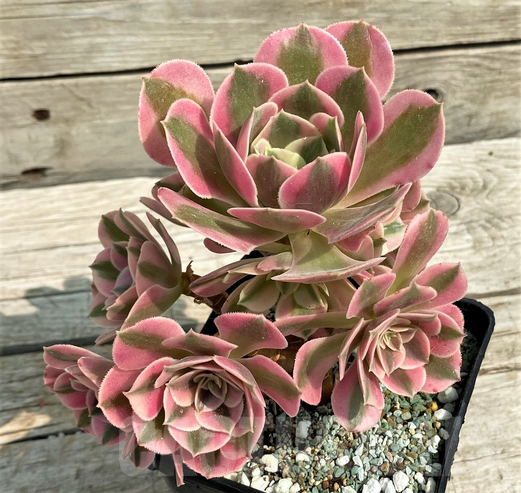 SH14382 Aeonium 'Red/Pink Witch'