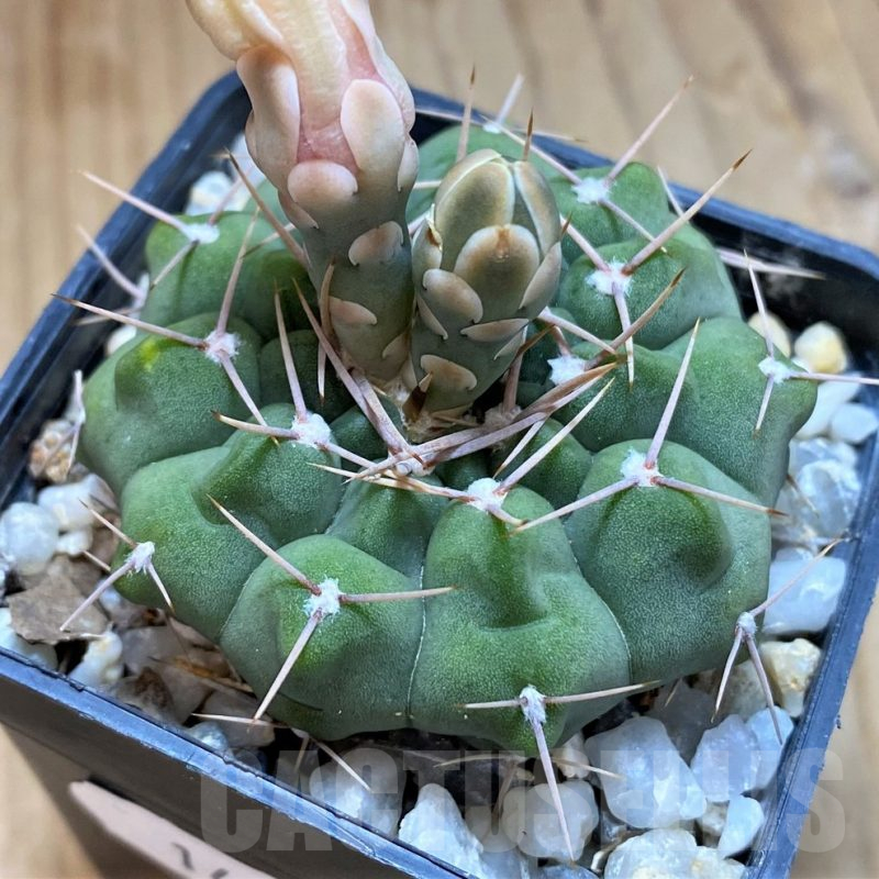 SH14321 Gymnocalycium intertextum, long spines
