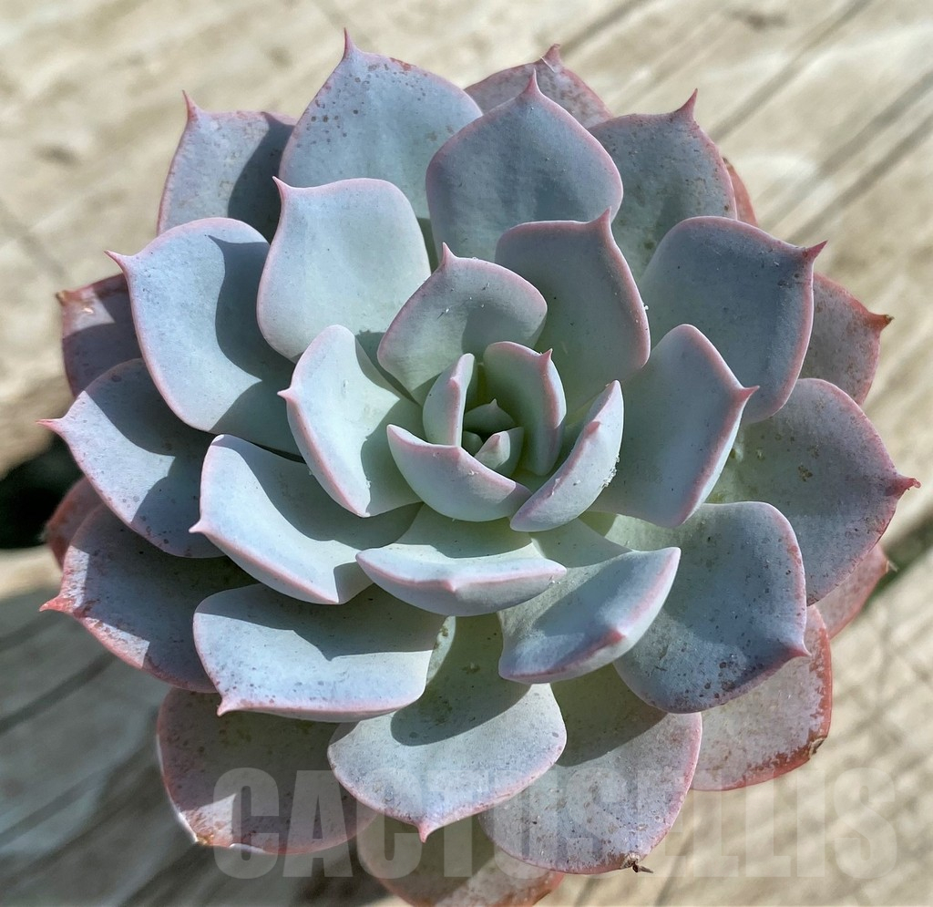 SHND14327 Echeveria 'Morning Beauty' - Зображення 2
