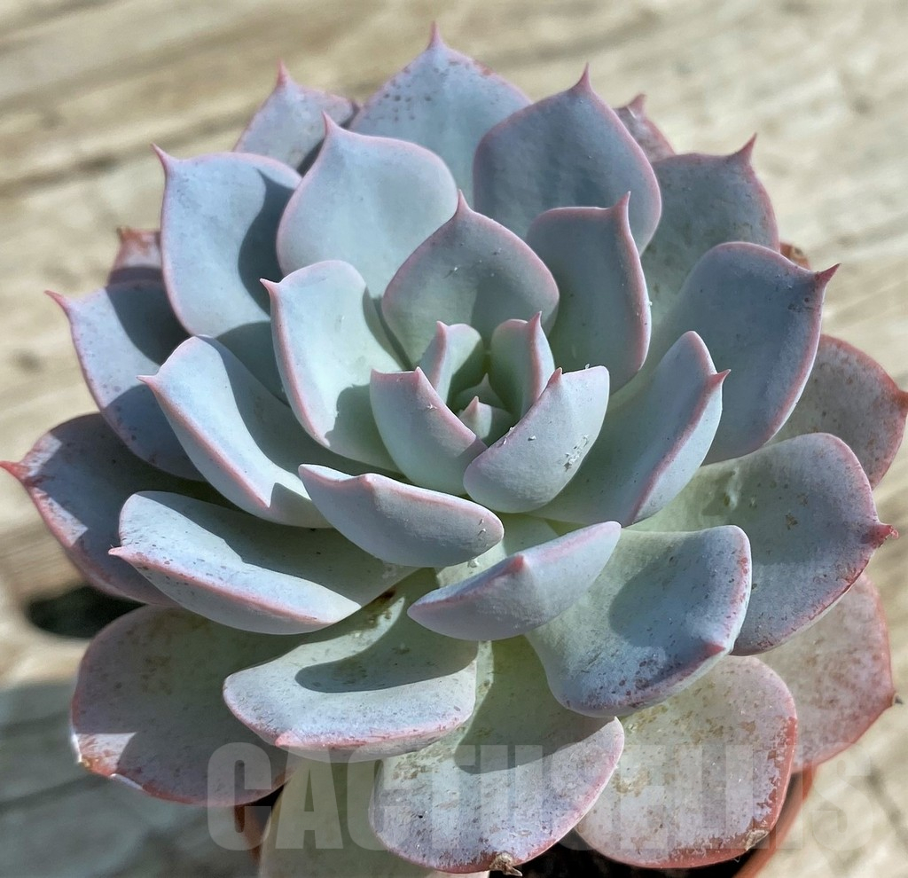 SHND14327 Echeveria 'Morning Beauty'