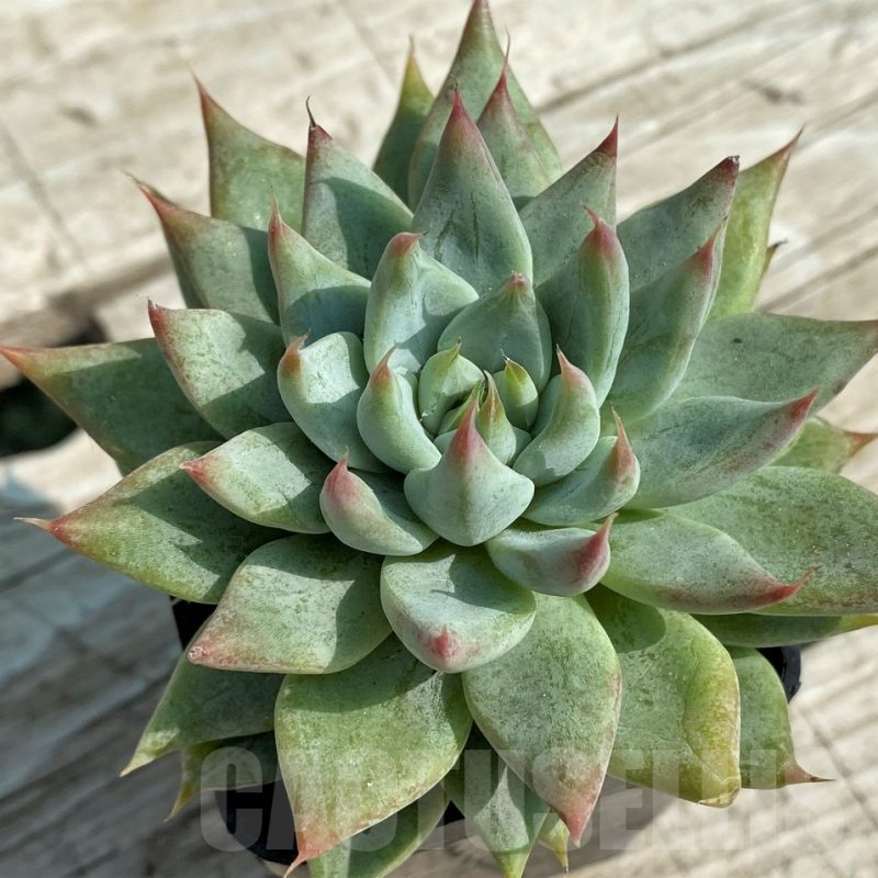 SHND14328 Echeveria tolimanensis hybrid