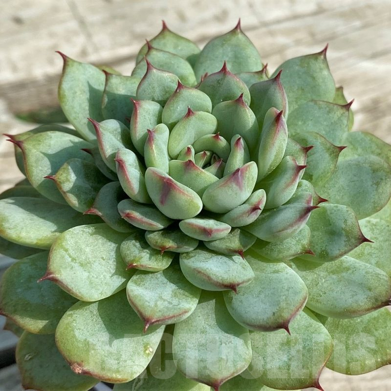 SHND14329 Echeveria hybrid