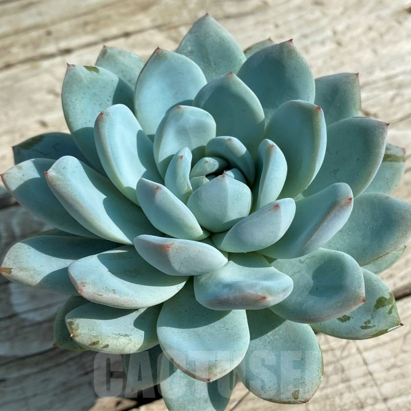 SHND14330 Echeveria 'Blue Bird' hybrid