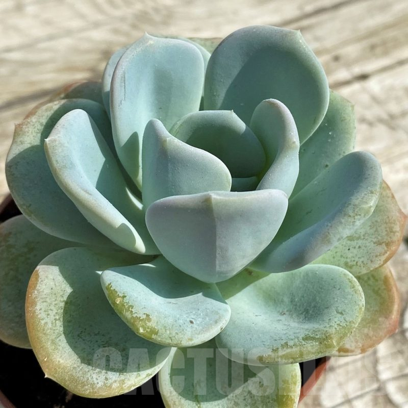 SHND14331 Echeveria 'Orpet'
