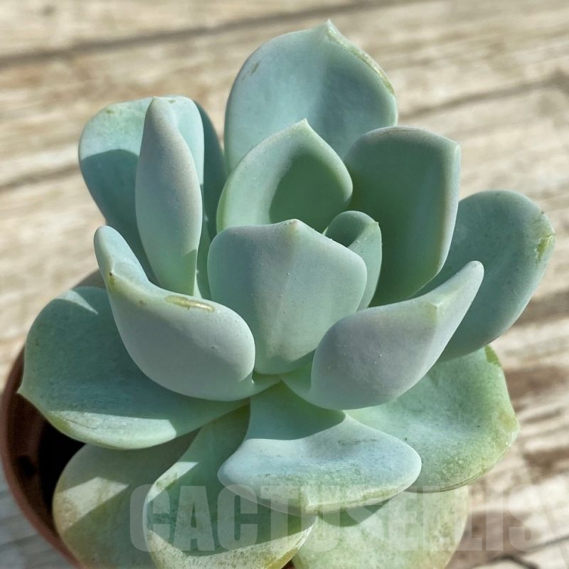 SHND14334 Echeveria 'Orpet'