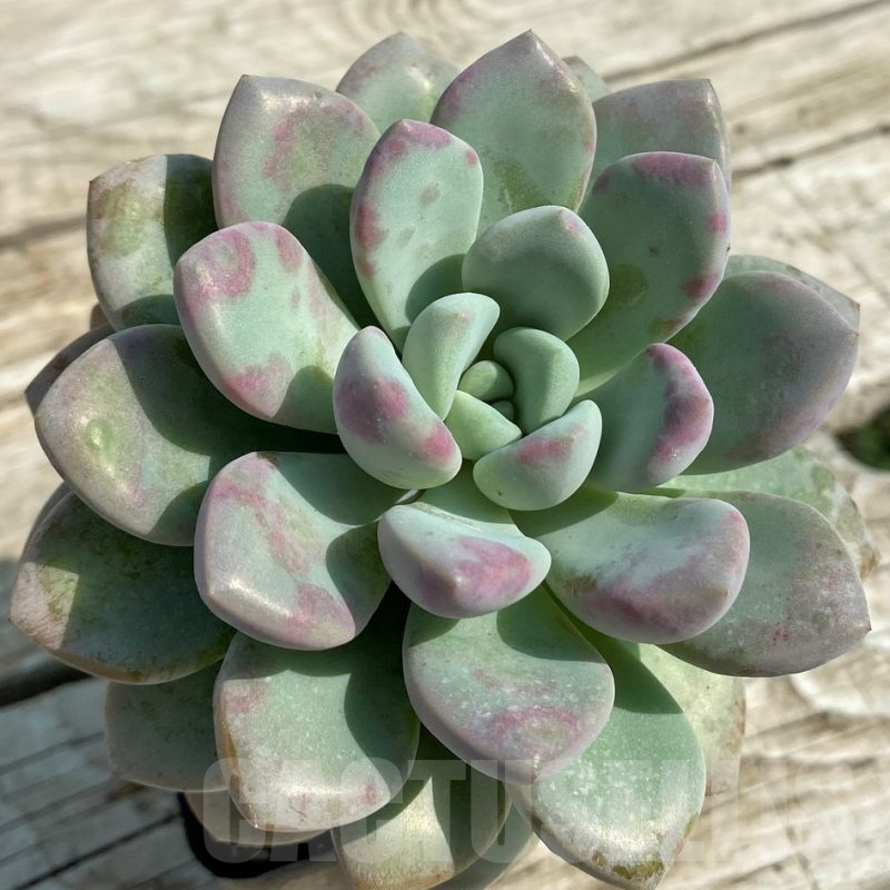 SHND14332 Echeveria hybrid
