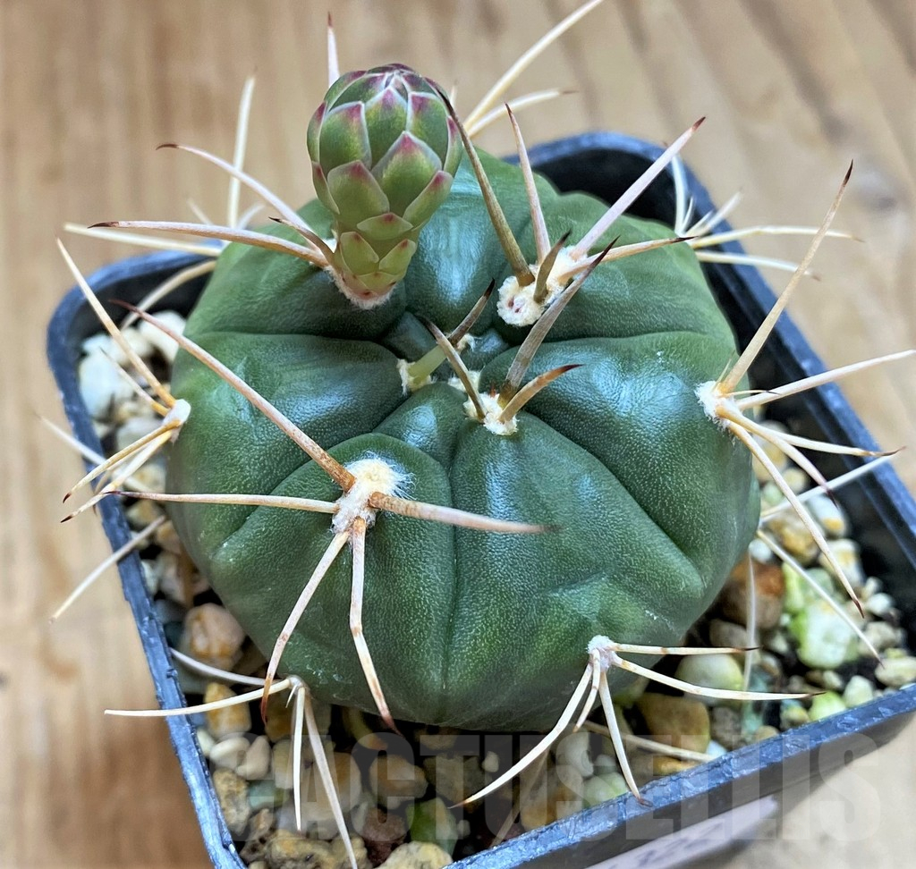 SH14322 Gymnocalycium eurypleurum - Image 2