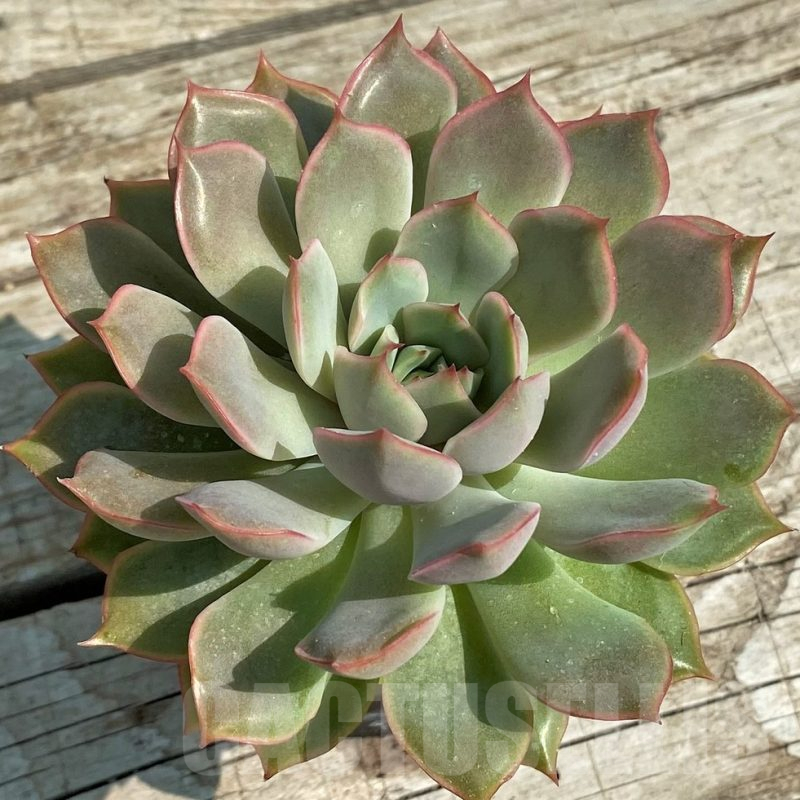 SHND14335 Echeveria hybrid