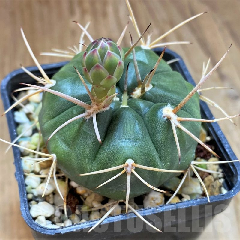 SH14322 Gymnocalycium eurypleurum