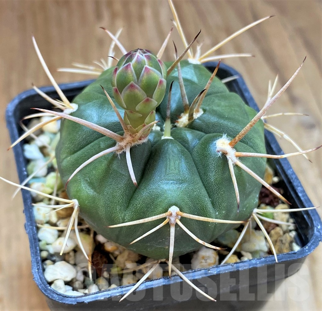 SH14322 Gymnocalycium eurypleurum