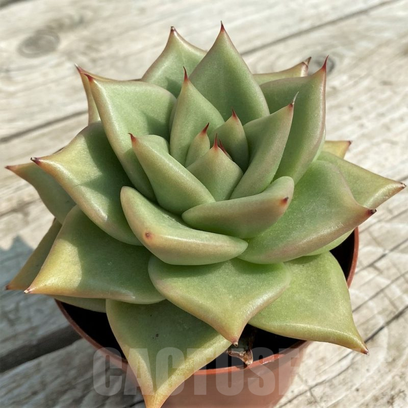 SH14339 Echeveria agavoides