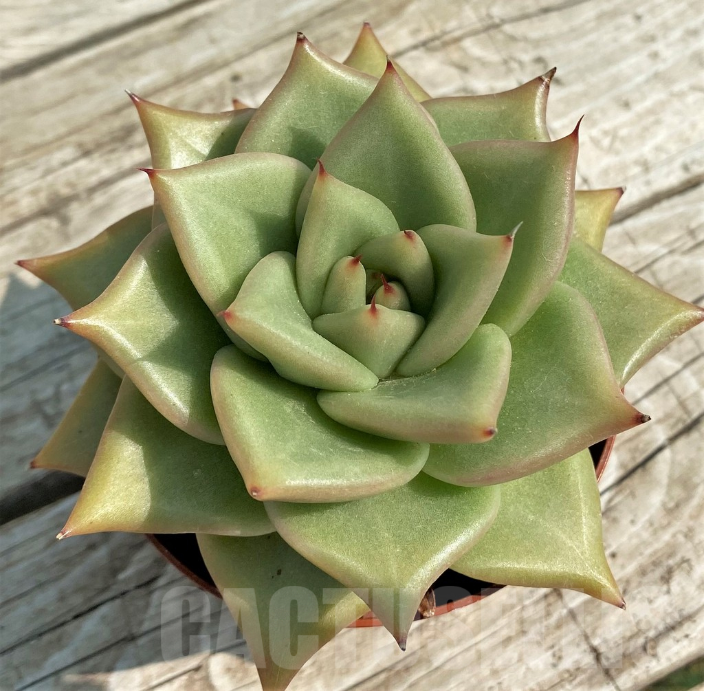 SH14339 Echeveria agavoides - Image 2
