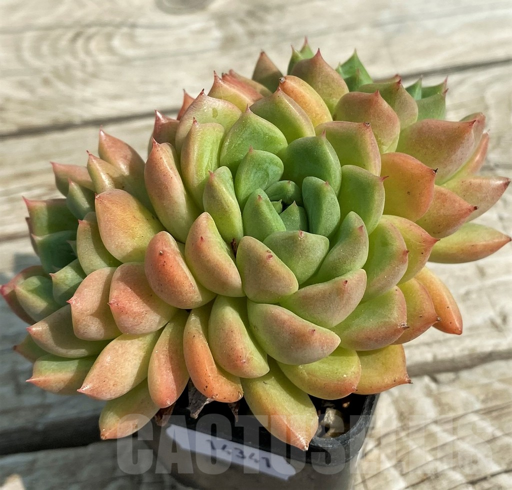 SH14341 Echeveria hybrid - Image 2