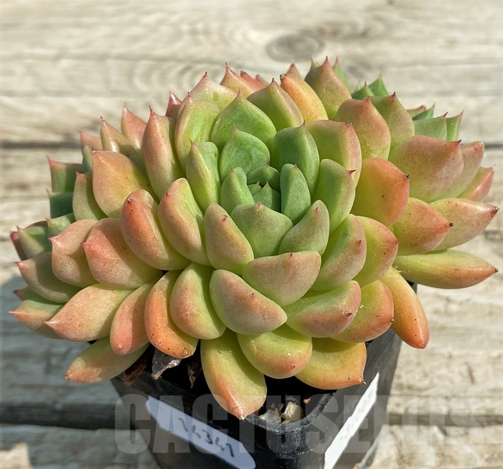 SH14341 Echeveria hybrid