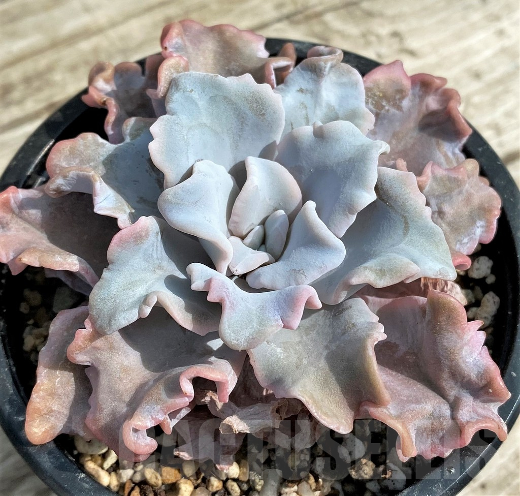 SH14343 Echeveria ‘White Dumpling’