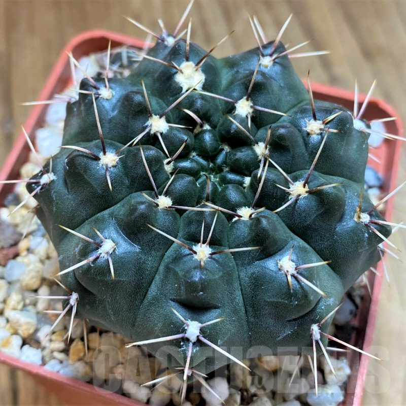 SH14323 Gymnocalycium amerhauseri