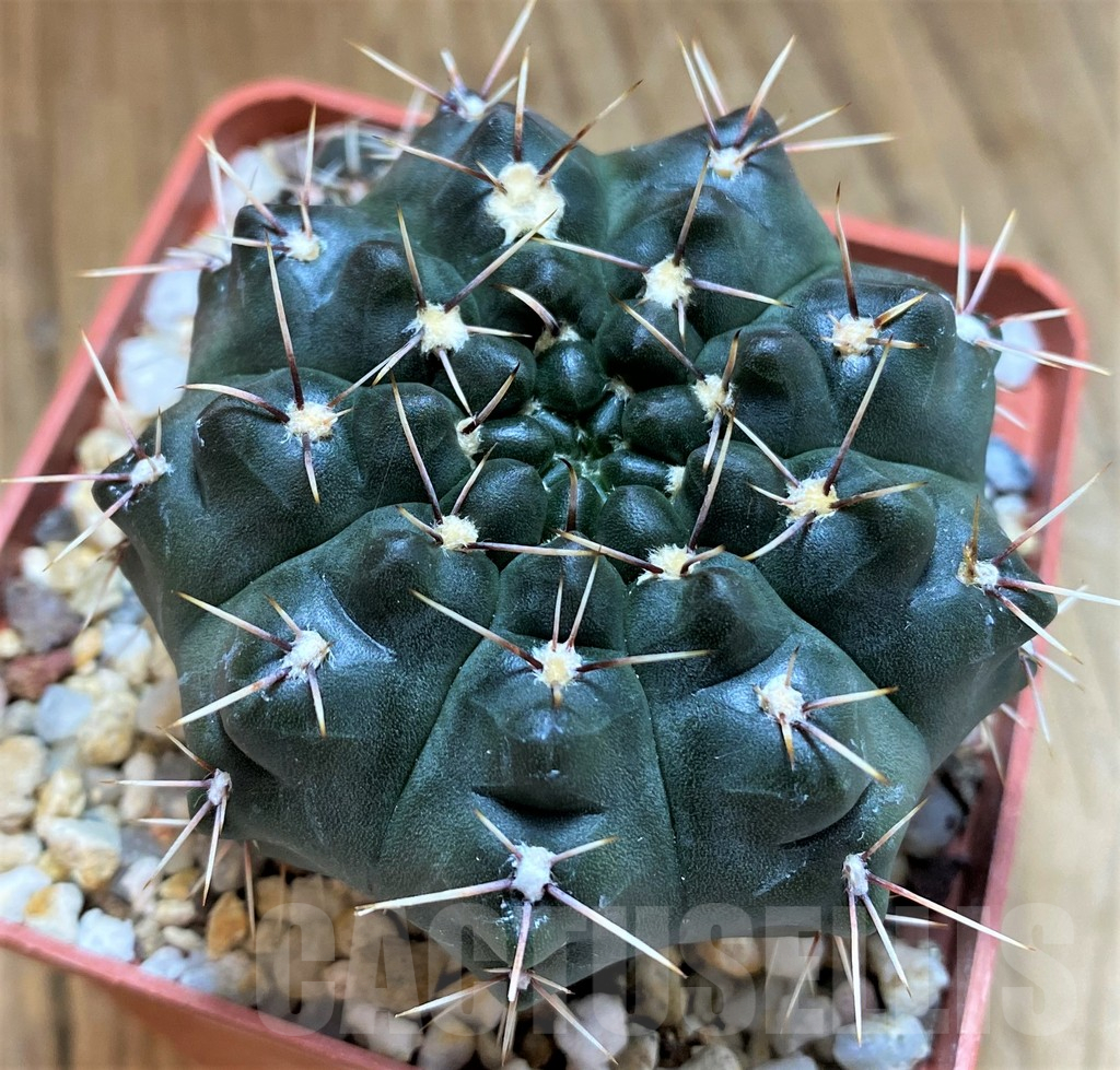 SH14323 Gymnocalycium amerhauseri