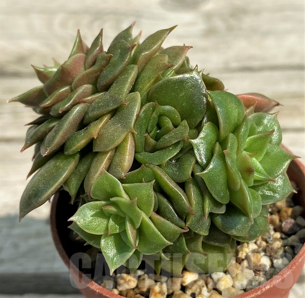 SH14345 Echeveria ‘Golden Flame’ - immagine 2