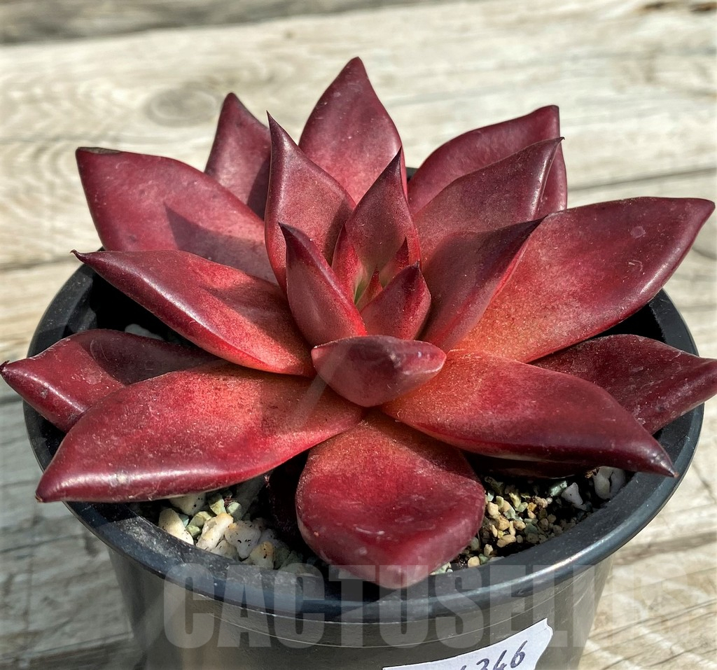SH14346 Echeveria ‘Robin’