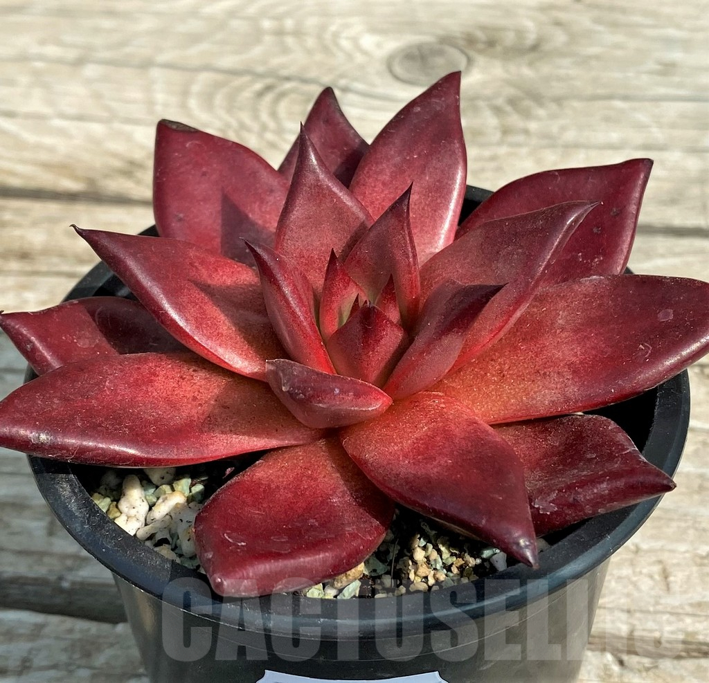 SH14346 Echeveria ‘Robin’ – Bild 2