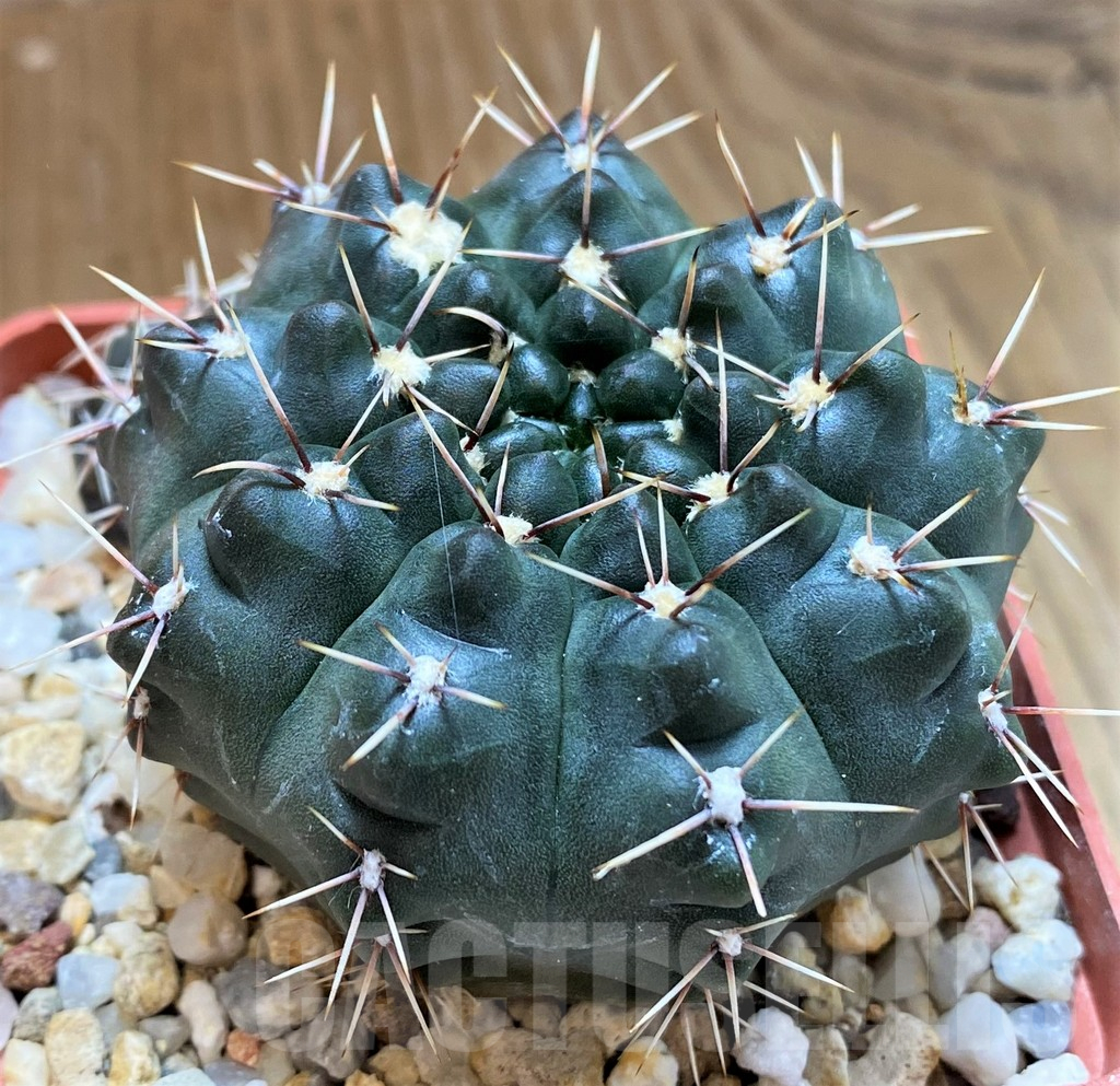 SH14323 Gymnocalycium amerhauseri - Image 2
