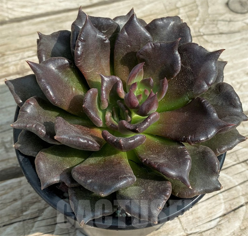 SH14348 Echeveria ‘Super Bowl’ - Image 2