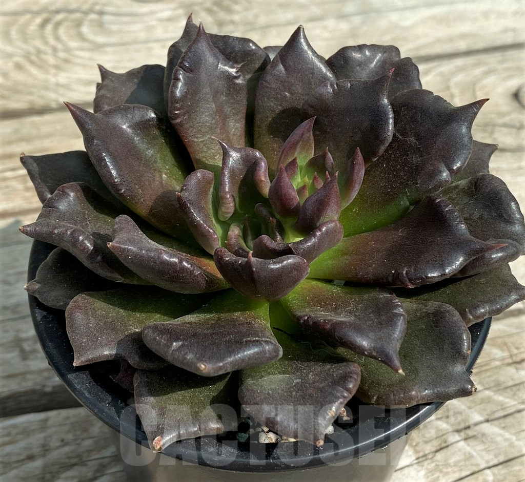 SH14348 Echeveria ‘Super Bowl’