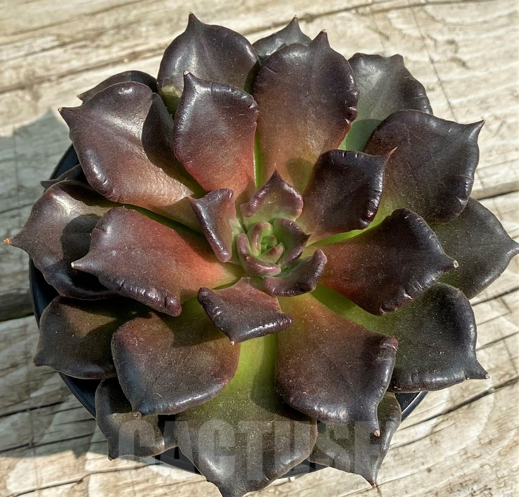 SH14349 Echeveria ‘Super Bowl’ - Obrázek 2