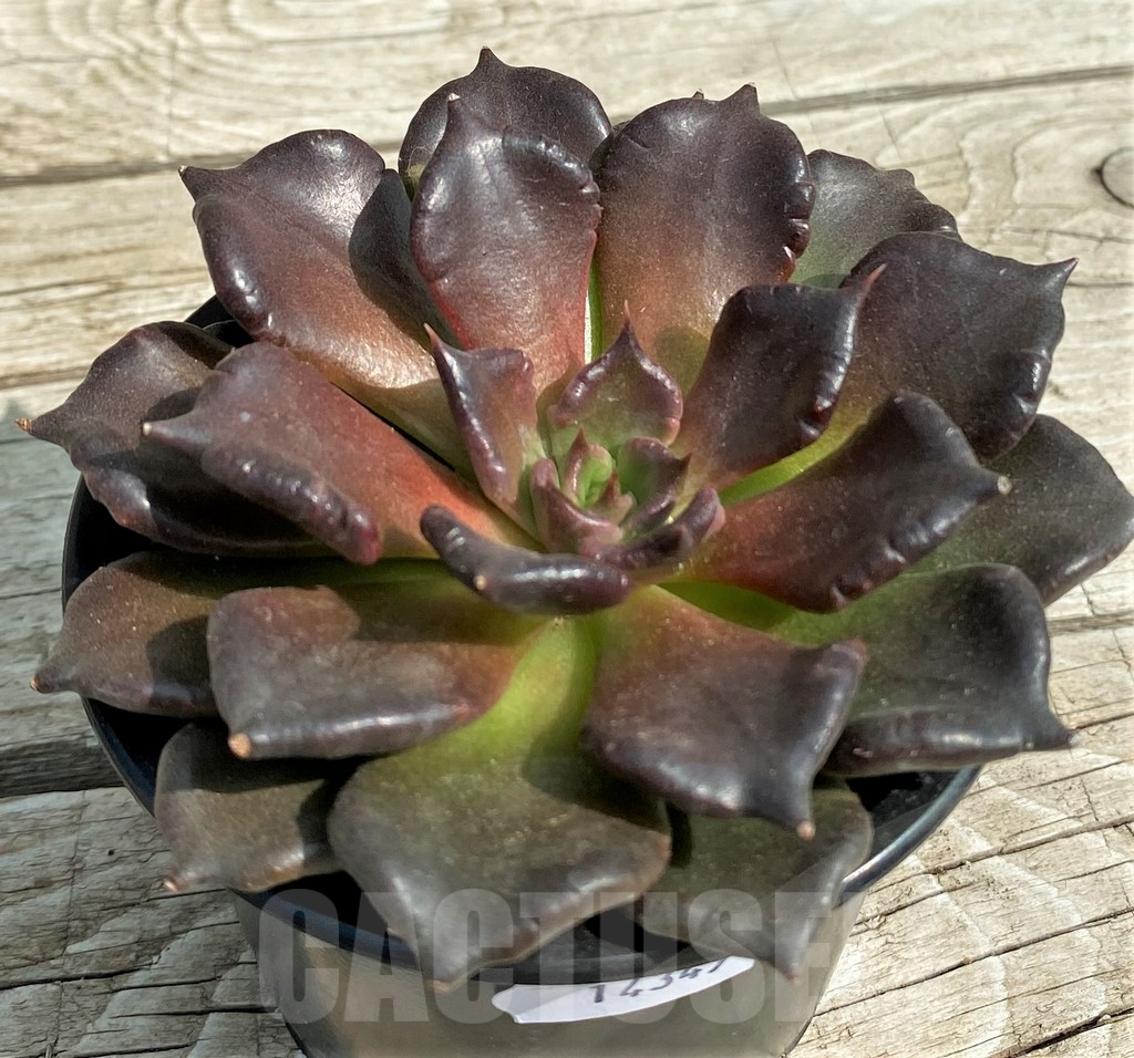 SH14349 Echeveria ‘Super Bowl’
