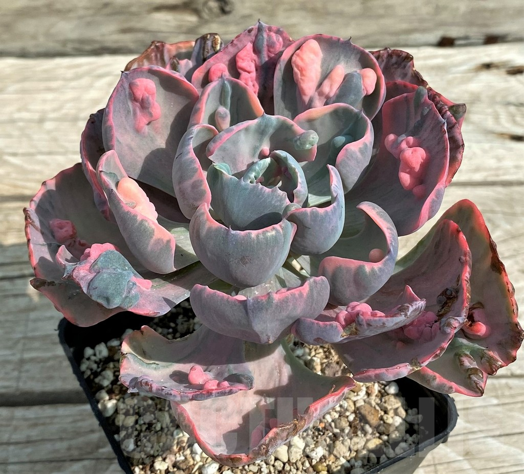 SH14350 Echeveria ‘Beyoncé Rainbow’
