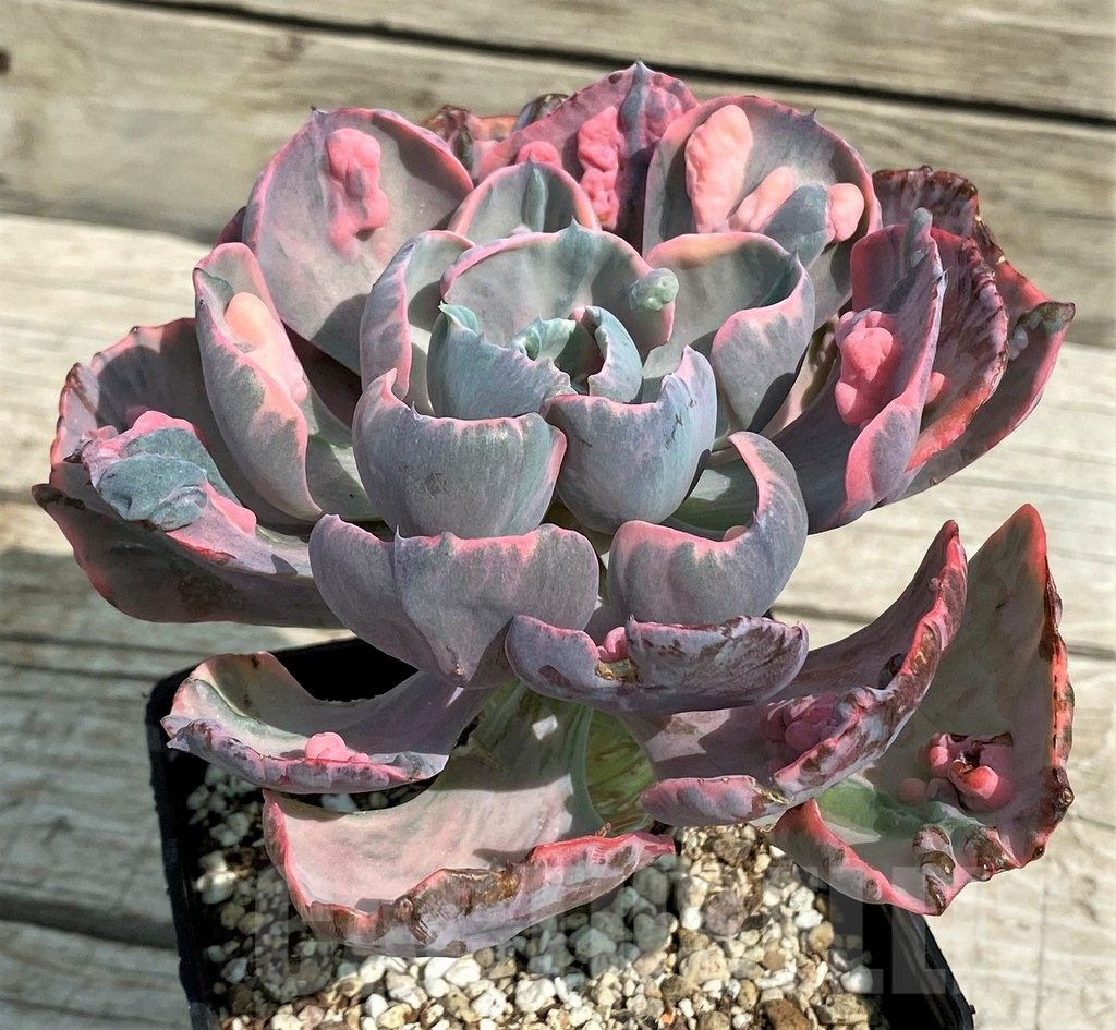 SH14350 Echeveria ‘Beyoncé Rainbow’ - Obrázek 3