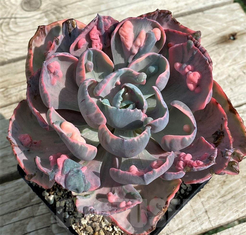 SH14350 Echeveria ‘Beyoncé Rainbow’ - Obrázek 2