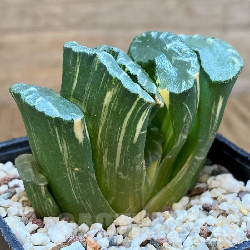 SH14419 Haworthia truncata f.variegata