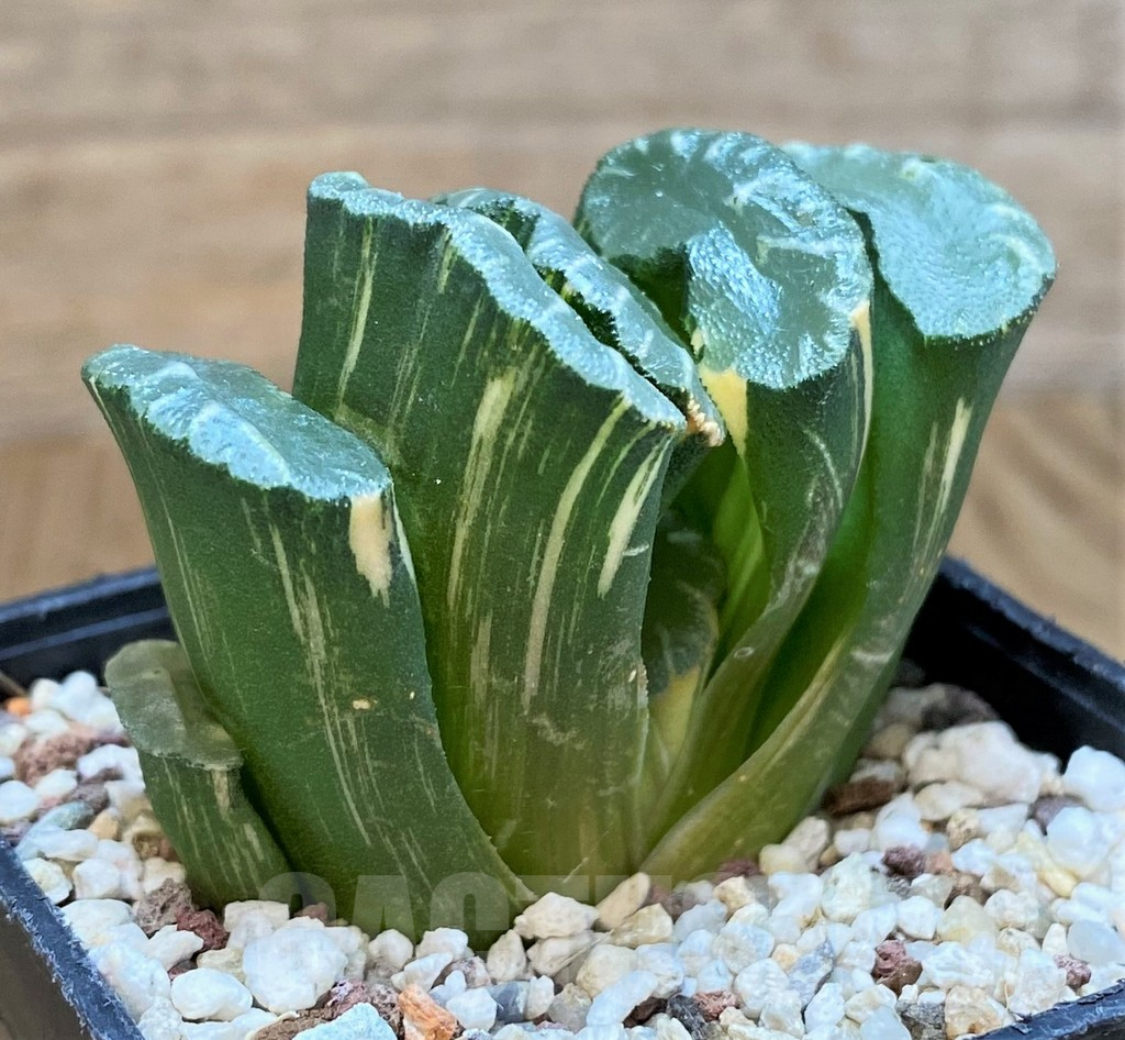 SH14419 Haworthia truncata f.variegata