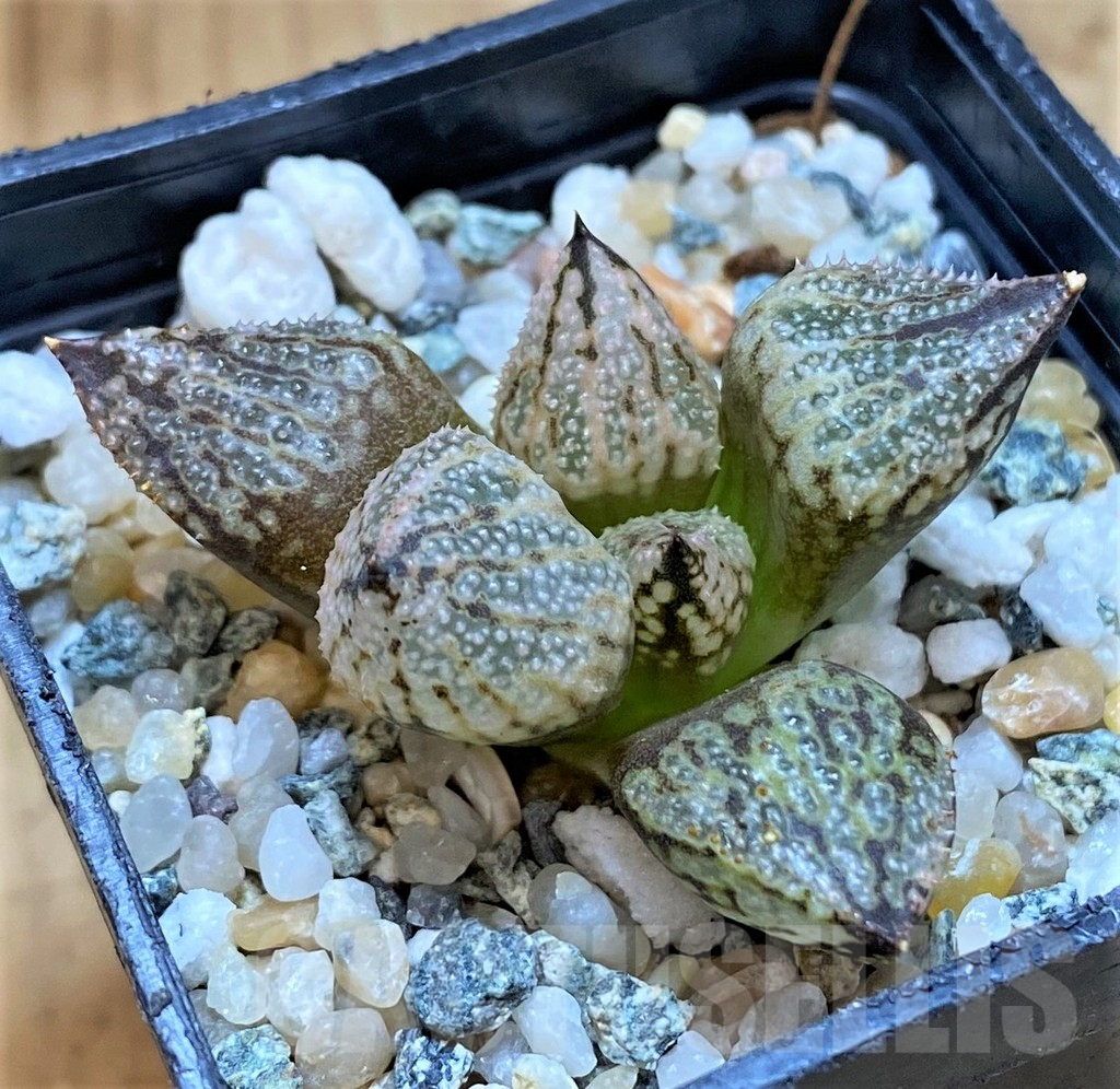 SH14421 Haworthia 'Princess Kazunomiya Mutant' - Image 2