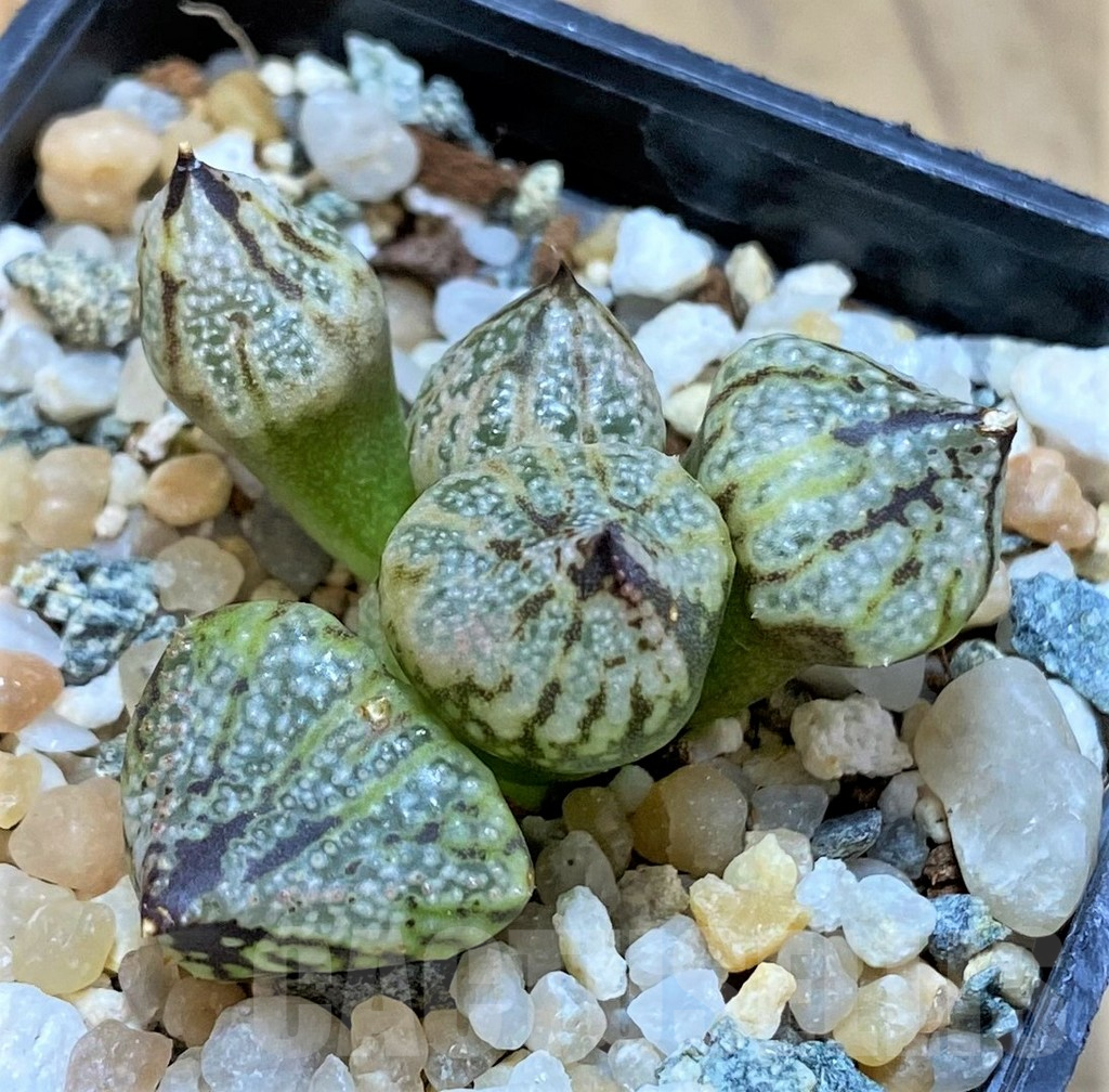 SH14422 Haworthia 'Princess Kazunomiya Mutant' - Obrázek 2