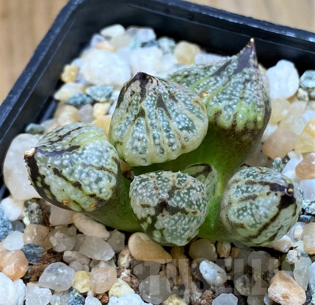 SH14422 Haworthia 'Princess Kazunomiya Mutant'
